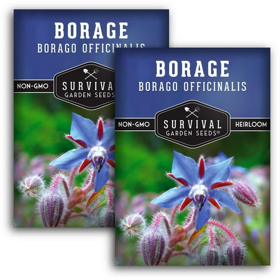 2 Packs Borage Seeds - Non-GMO Heirloom Full Sun Annual Flowering Herb -