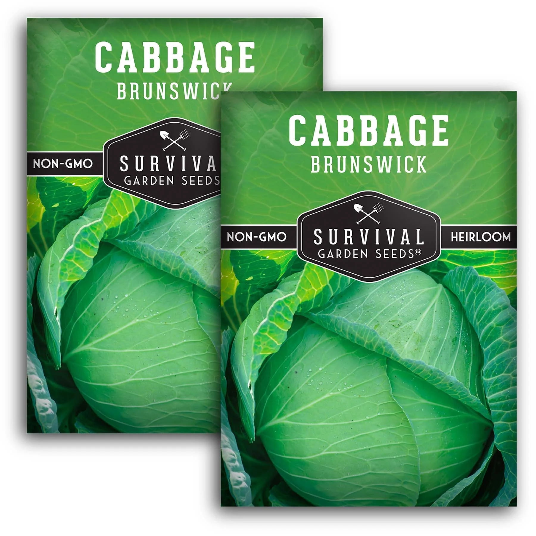 Cabbage Sun 2 packs Brunswick Cabbage Seeds - Non-GMO Heirloom Full Sun Biennial ...