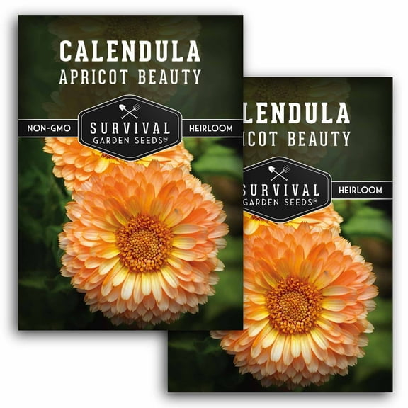 2 Packs Calendula Apricot Beauty Seeds - Calendula Officinalis - Non-GMO Heirloom Annual Full Sun