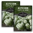 thumbnail image 1 of 2 Packs Carpet of Snow Alyssum Seed - Non-GMO Heirloom Full Sun Annual Flower, 1 of 8
