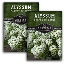 2 Packs Carpet of Snow Alyssum Seed - Non-GMO Heirloom Full Sun Annual Flower