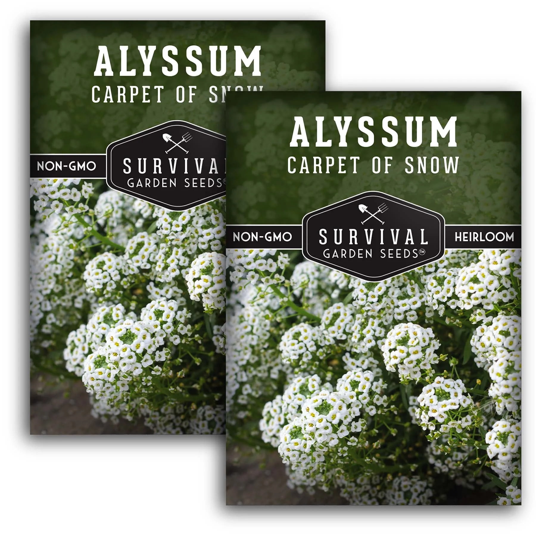 2 Packs Carpet of Snow Alyssum Seed NonGMO Heirloom Full Sun Annual