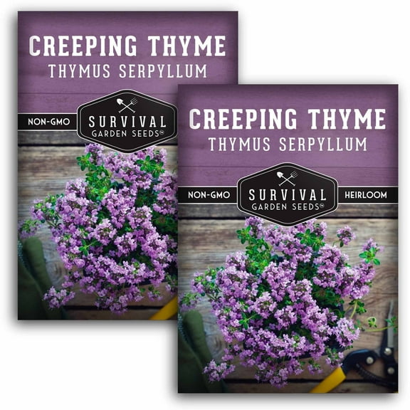 Creeping Thyme Seeds - Ground Cover - Non-GMO Heirloom Perennial Full Sun Herb - 2 Packs