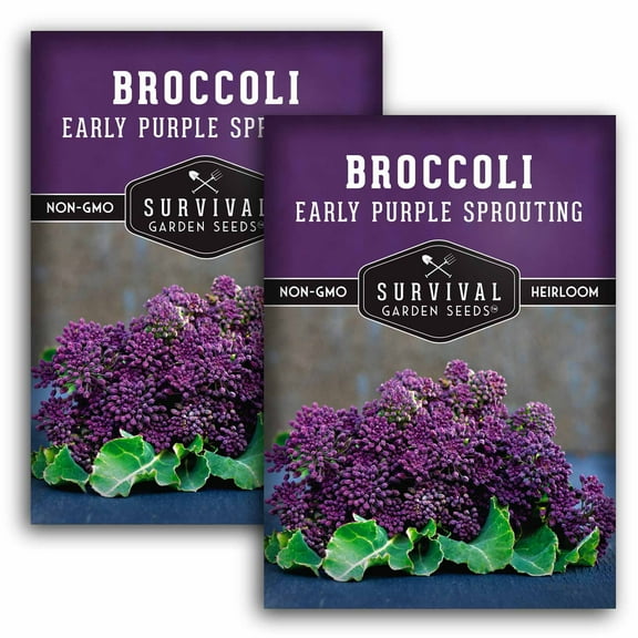 2 Packs Early Purple Sprouting Broccoli Seeds - Non-GMO Heirloom Biennial Full Sun