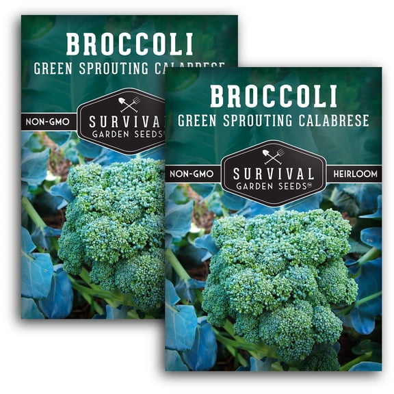 Green Sprouting Calabrese Broccoli Seeds - Full Sun Biennial Vegetable - 2 Packs
