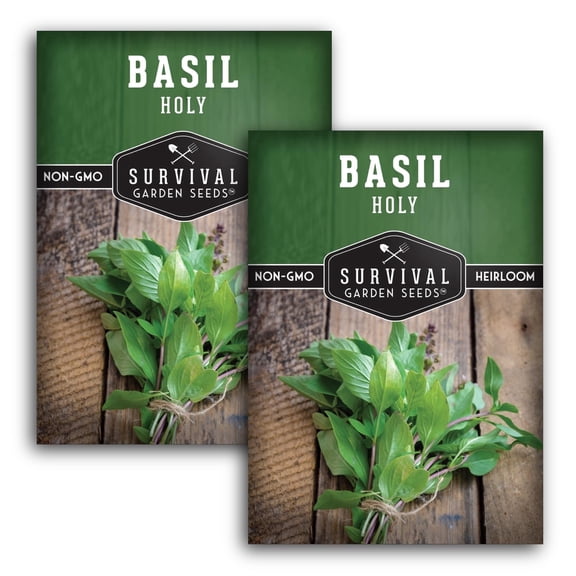 Holy Basil Seeds - Full Sun Annual Herb - 2 Packs