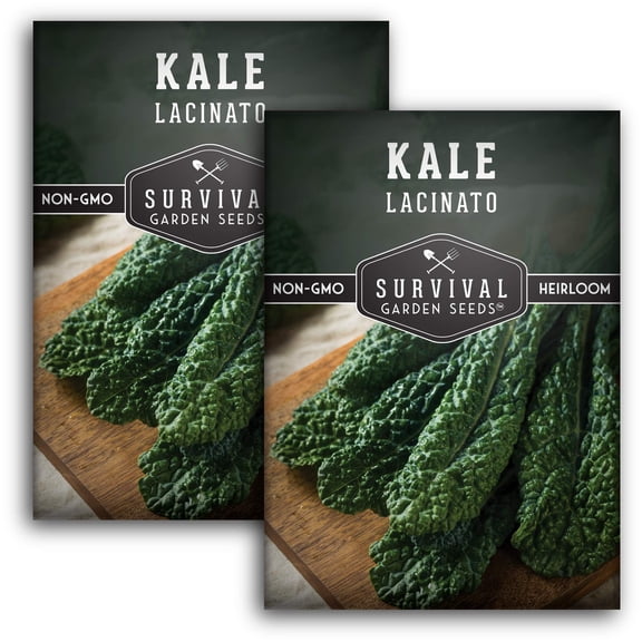 Lacinato Kale Seed - Biennial Full Sun Vegetable - 2 Packs