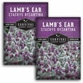 thumbnail image 1 of 2 Packs Lamb's Ear Seeds - Drought Tolerant Wooly Betony - Non-GMO Heirloom Perennial Shade Tolerant, 1 of 7