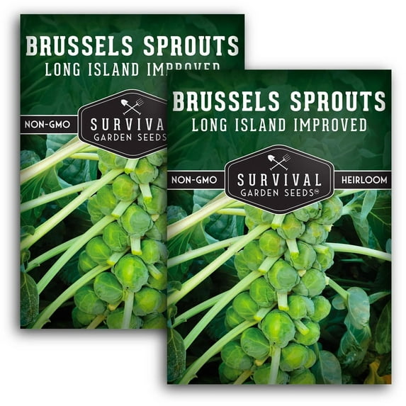 2 Packs Long Island Improved Brussels Sprouts Seeds - Non-GMO Heirloom Full Sun Biennial Vegetable