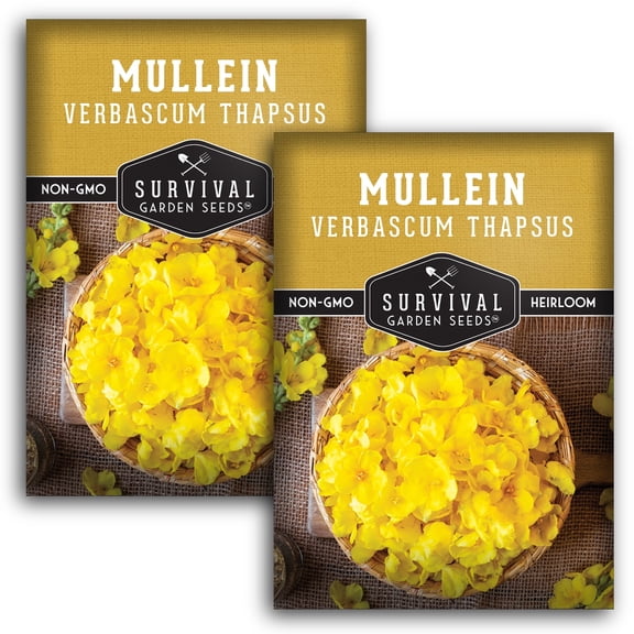 Mullein Seed - Non-GMO Heirloom Biennial Full Sun Medicinal Herb - 2 Packs