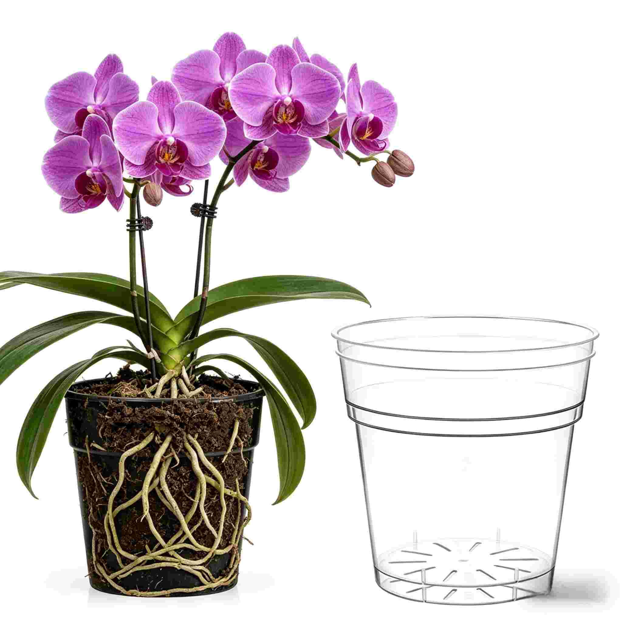 chlorophytum plant Chlorophytum comosum 4in Variegated Spider Plant main image 0