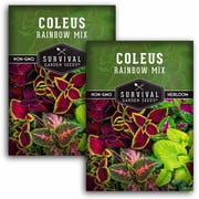 Rainbow Mix Coleus Seeds - Annual Shade Flower - 2 Pack