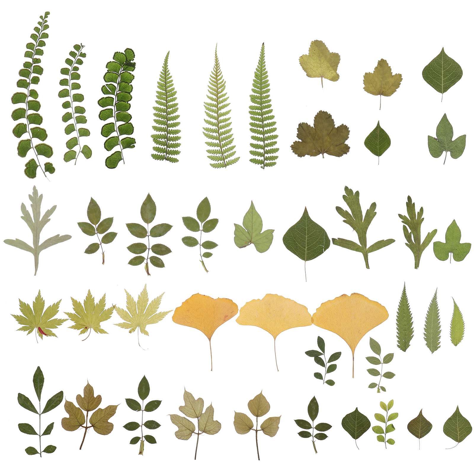 2 Packs Real Dried Pressed Leaves Natural Dry Leaf DIY Embellishment