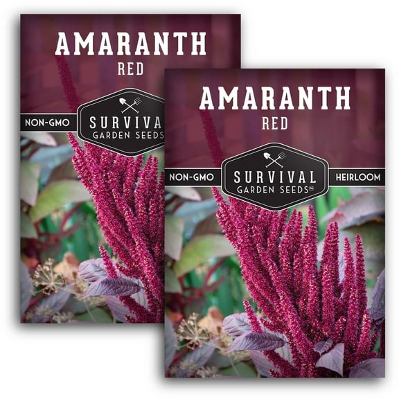 2 Packs Red Amaranth Seeds - Non-GMO Heirloom Full Sun Annual Vegetable