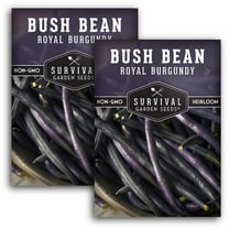 2 Packs Royal Burgundy Bush Bean Seeds - Non-GMO Heirloom Full Sun Annual Vegetable