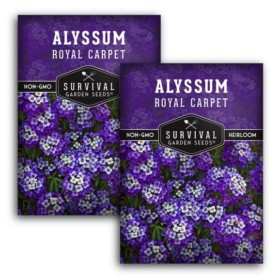 Royal Carpet Alyssum Seeds - Heirloom Annual Full Sun Flowers - 2 Packs