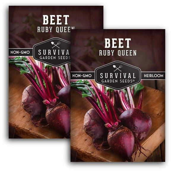 2 Packs Ruby Queen Red Beet Seeds - Non-GMO Heirloom Full Sun Biennial Vegetable