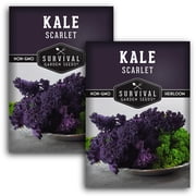 Scarlet Kale Seeds - Biennial Full Sun Vegetable - 2 Packs