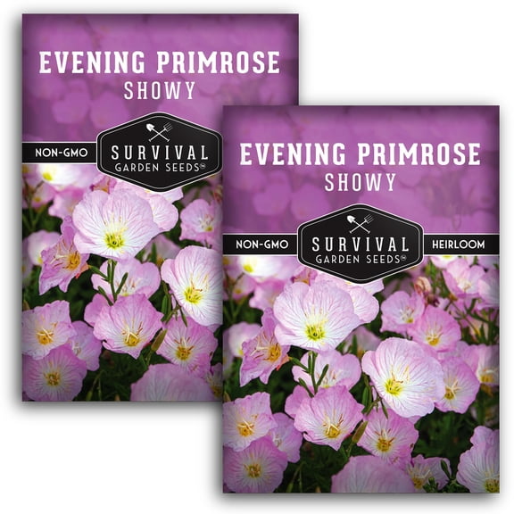 Showy Evening Primrose Seeds - Perennial Full Sun Flowers - 2 Packs