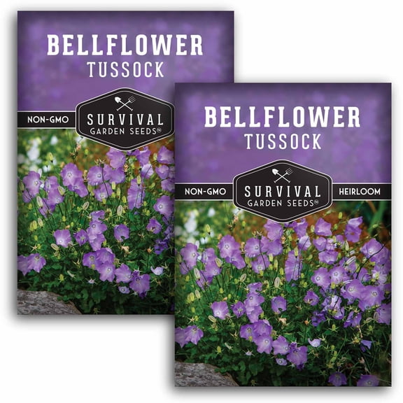 2 Packs Tussock Bellflower Seed - Campanula Carpatica - Heirloom Perennial Full Sun Flowers