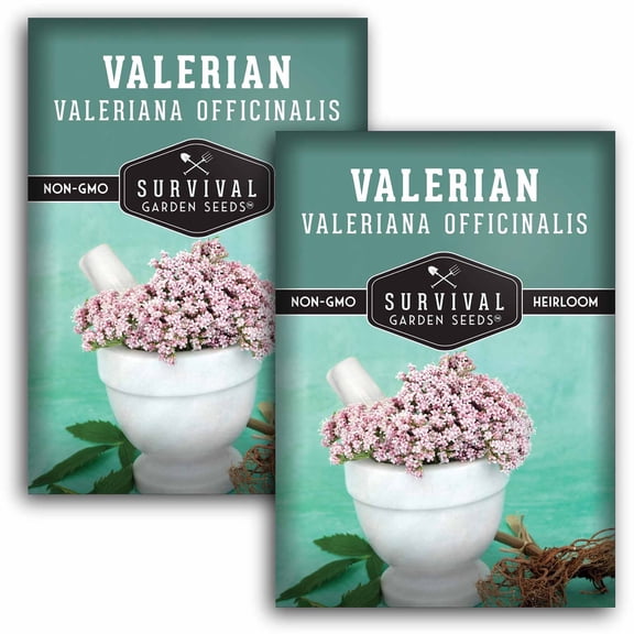 Valerian Seeds - Heirloom Perennial Full Sun Herb - 2 Packs