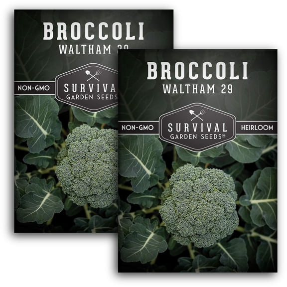 2 Packs Waltham 29 Broccoli - Non-GMO Heirloom Vegetable Seeds - Full Sun Biennial
