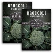 Waltham 29 Broccoli Seeds - Full Sun Biennial Vegetable - 2 Packs