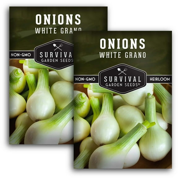 2 Packs White Grano Onion Seeds - Non-GMO Heirloom Full Sun Biennial Vegetable