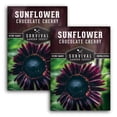 thumbnail image 1 of 2 Packs of Chocolate Cherry Sunflower Seeds - Heirloom Full Sun Annual Flower, 1 of 8