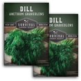thumbnail image 2 of Organic Dill Seeds – 1500+ Heirloom Seeds For Planting, Fresh Non-GMO Herb Seeds For Spring, Summer, Or Fall Gardening 2 of 4