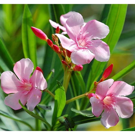 2 Packs of Oleander Plants Live, Live Pink Oleander Plant, 4 to 6 Inc Tall, Pink Oleander Live Plant, Shrub Plant for Gardening Outdoor Indoor