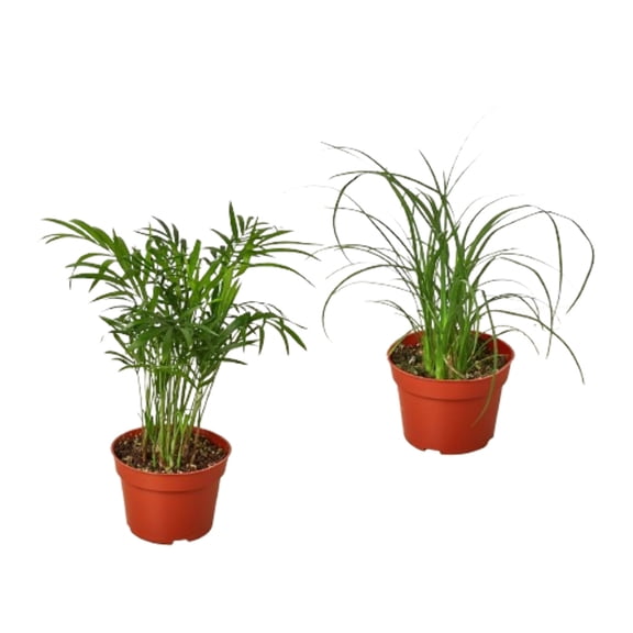 2 Palm Variety Pack / 4" Pots / Live Plant / House Plant, 4" Pot, Indoor Houseplant, Easy Care, Live Plant for Indoor & Outdoor