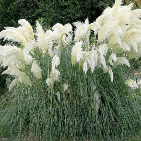 2 Pampas Grass Plants Live for Planting, White Pampas Grass Live Plant Ornamental Garden Indoor Outdoor
