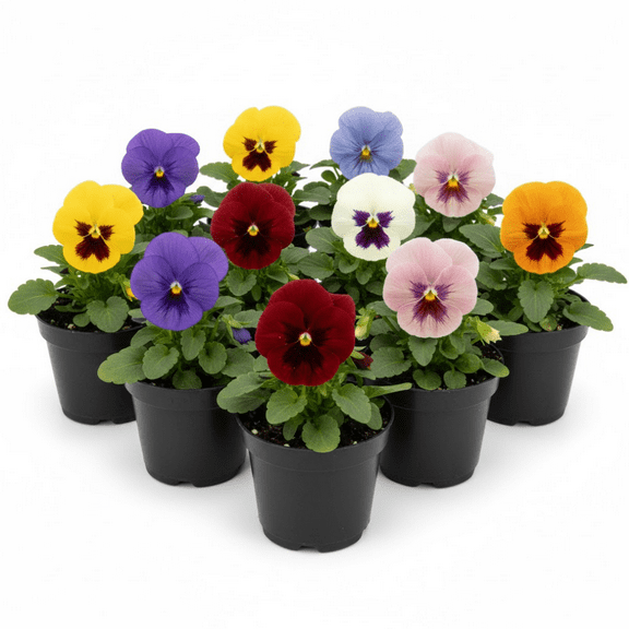 2 Pansies Plants Live, 3 - 5 Inches Tall, Cold - Hardy, Vibrant Pansy Flower Plants Live for Outdoor Growing