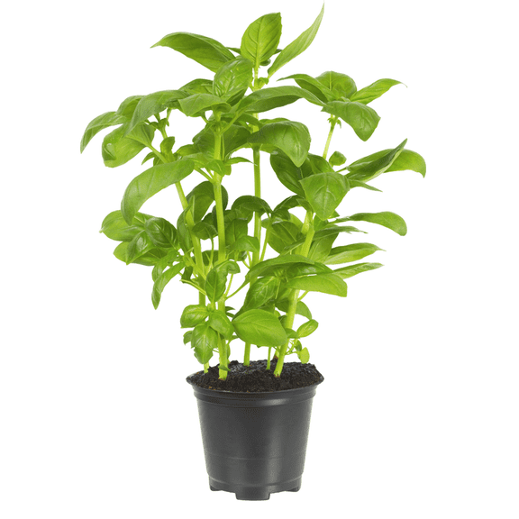 2 Pcs Basil Leaf Live Herb Per Pot, Compact and Fragrant Herbs for Planting, Live Basil Leaf