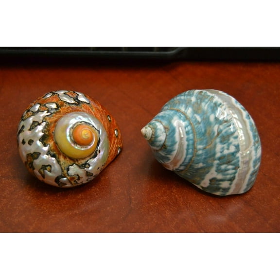 2 Pcs Green Banded & Sarmaticus Turbo Seashell Hermit Crab 2 1/2" - 3"