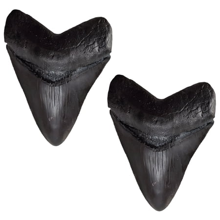 2 Pcs Megalodon Tooth Fossil Replica, Prehistoric Shark Teeth Model Kit, Black PVC, 3.3 x 2.6 x 0.8 in / 8.5 x 6.5 x 2 cm, for Collection, Display, Educational Purposes