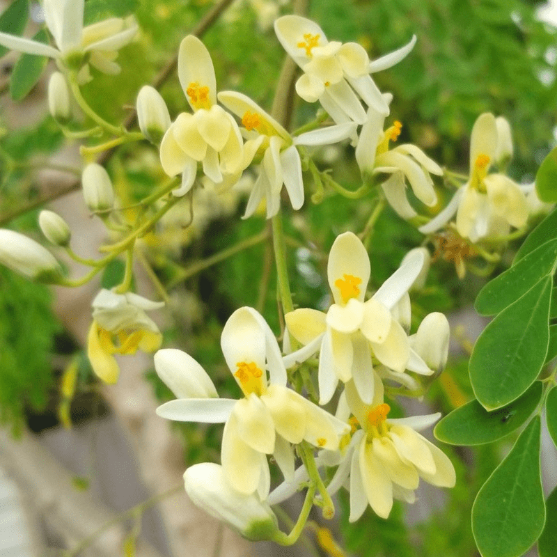 2 Pcs Moringa Oleifera Plant Live, Full Rooted in Pot, Drumstick Moringa  Tree Live Herbs Plant - Walmart.com