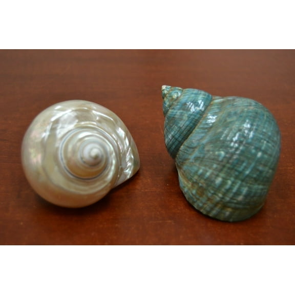 2 Pcs Pearl And Green Mother of Pearl Jade Tubro Seashell 3 1/2" - 4"