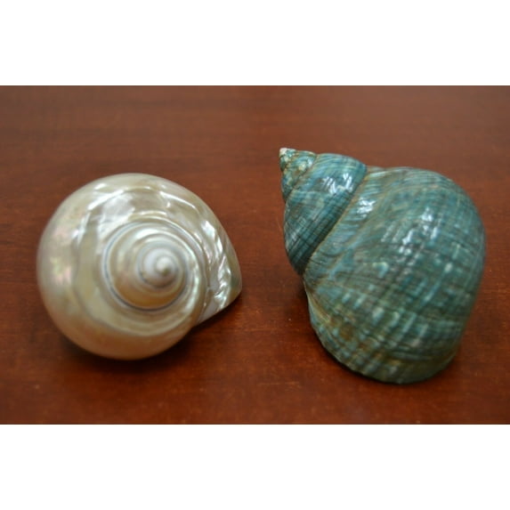 2 Pcs Pearl And Green Mother of Pearl Jade Tubro Seashell 3 1/2" - 4"
