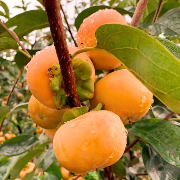 2 Pcs Persimmon Bareroots Live, Dormant Fruit, Perennial Sweet Persimmon Tree, 6 to 12 Inches for Gardening