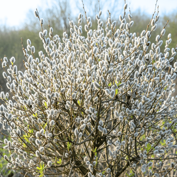 2 Pcs Pussy Willow Bush Live Plant, Dormant Shrubs, 6-12 Inches, Hardy Early Blooming Ornamental Tree
