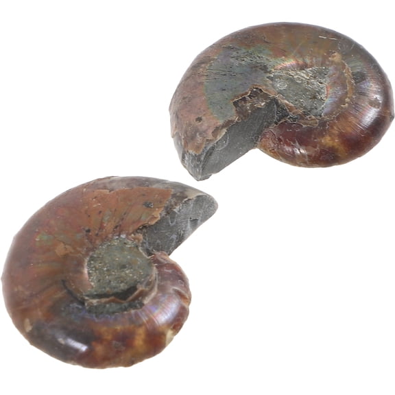2 Pcs Specimen Fun Ammonite Models Toys Rough Stone Home Accents Decor Curiou