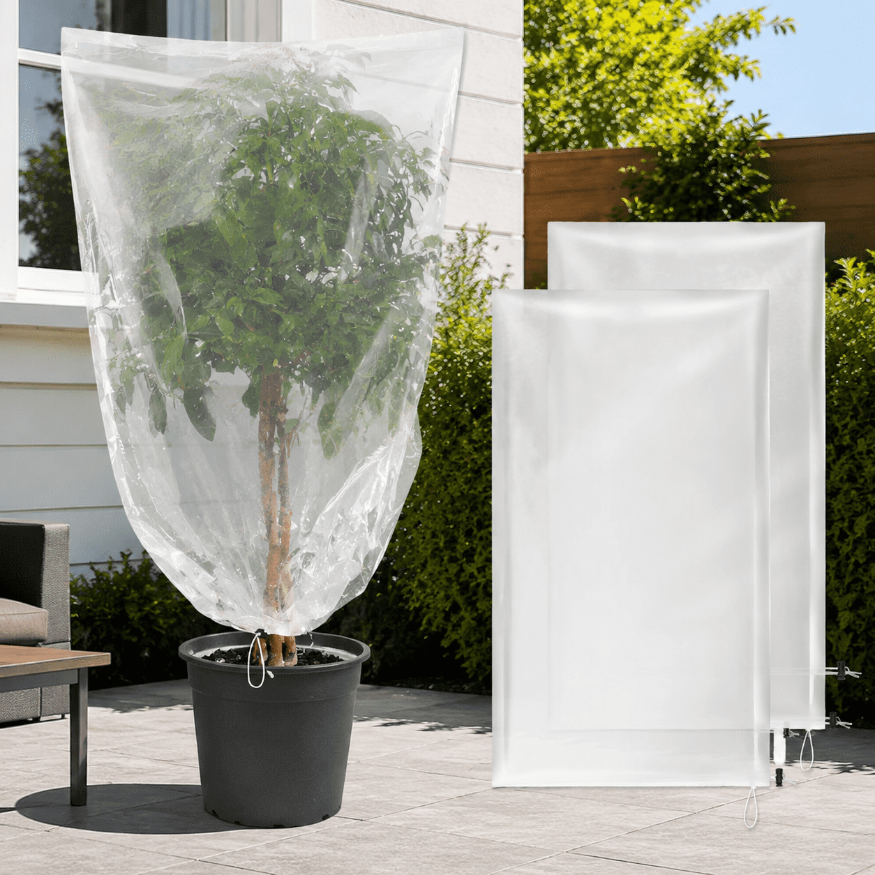 buy calamondin tree australia Citrus tree Cumquat Calamondin for Sale main image 0