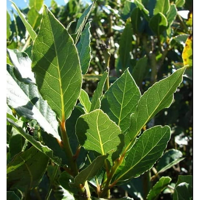 2 Peach Leaf Willow Tree Cuttings Grow Rare Bay Leaf Willow