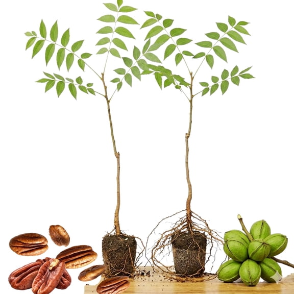 2 Pecan Plant Live Bare Roots, Pecan Tree Seedling from 12 Inc Tall