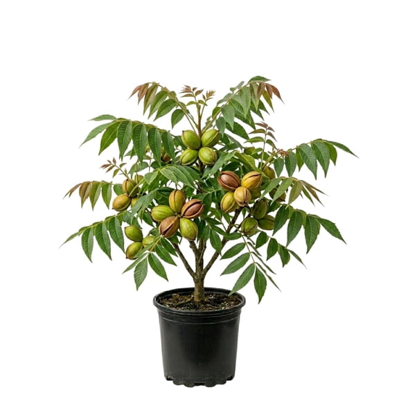 2 Pecan Tree Live Plant, Hardy Pecan Nut, 8-10 Inches Tall, Cold Hardy Nut Tree for Garden
