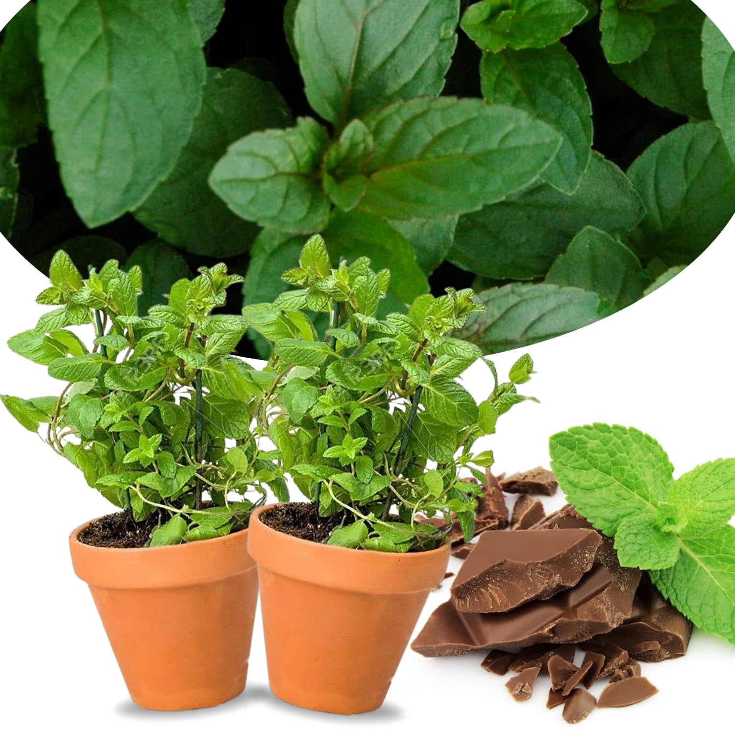 Peppermint Plant Indoor