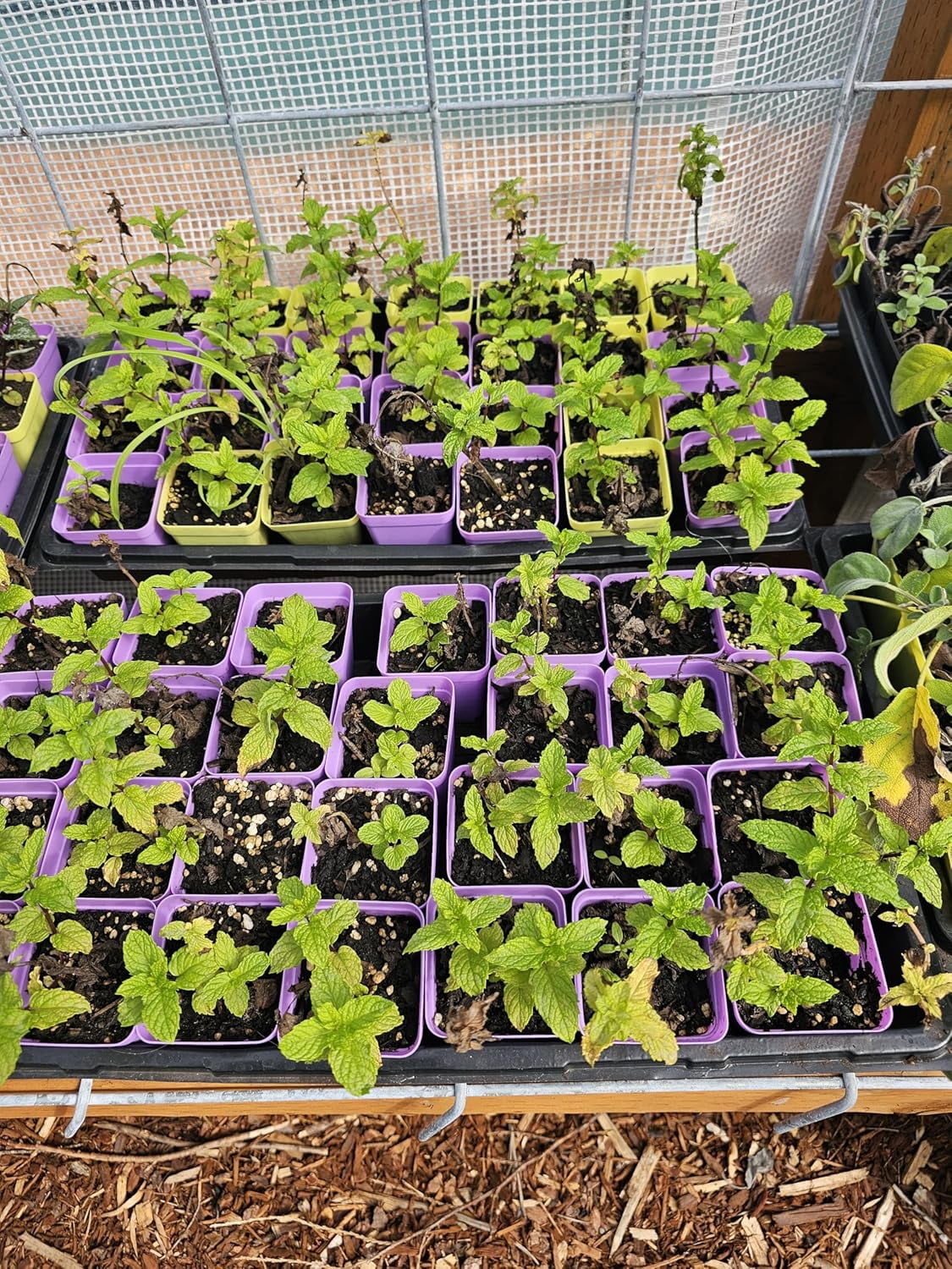 2 Peppermint  Rooted, Greenhouse Grown 4" Tall Herbs