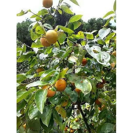 2 Persimmon Trees Bareroot 18-30 inches